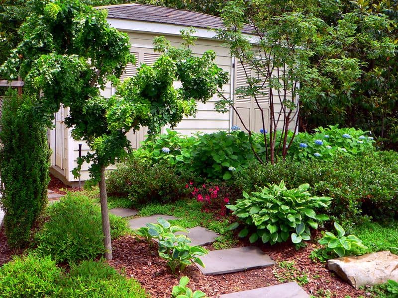 Hostas and Ferns