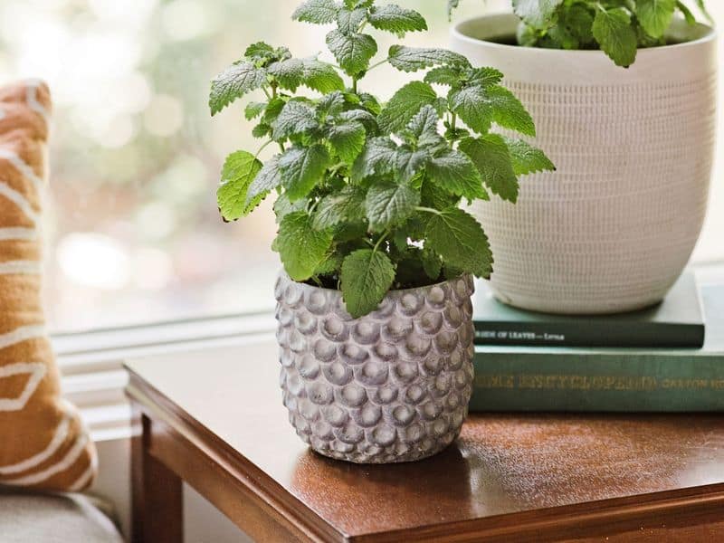 Lemon Balm Plant