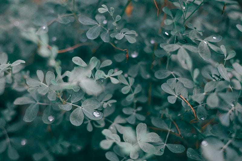 Lemon Eucalyptus Oil Spray