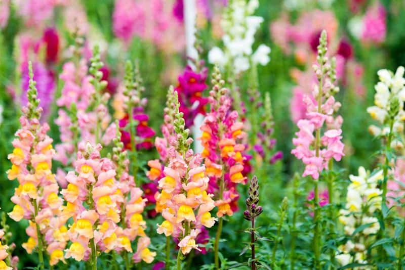 Encourage Self-Seeding