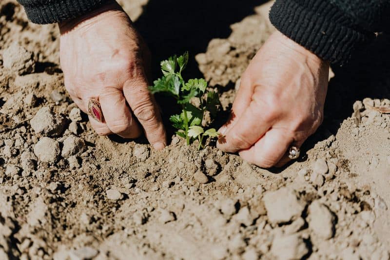 Liquid Fertilizer (