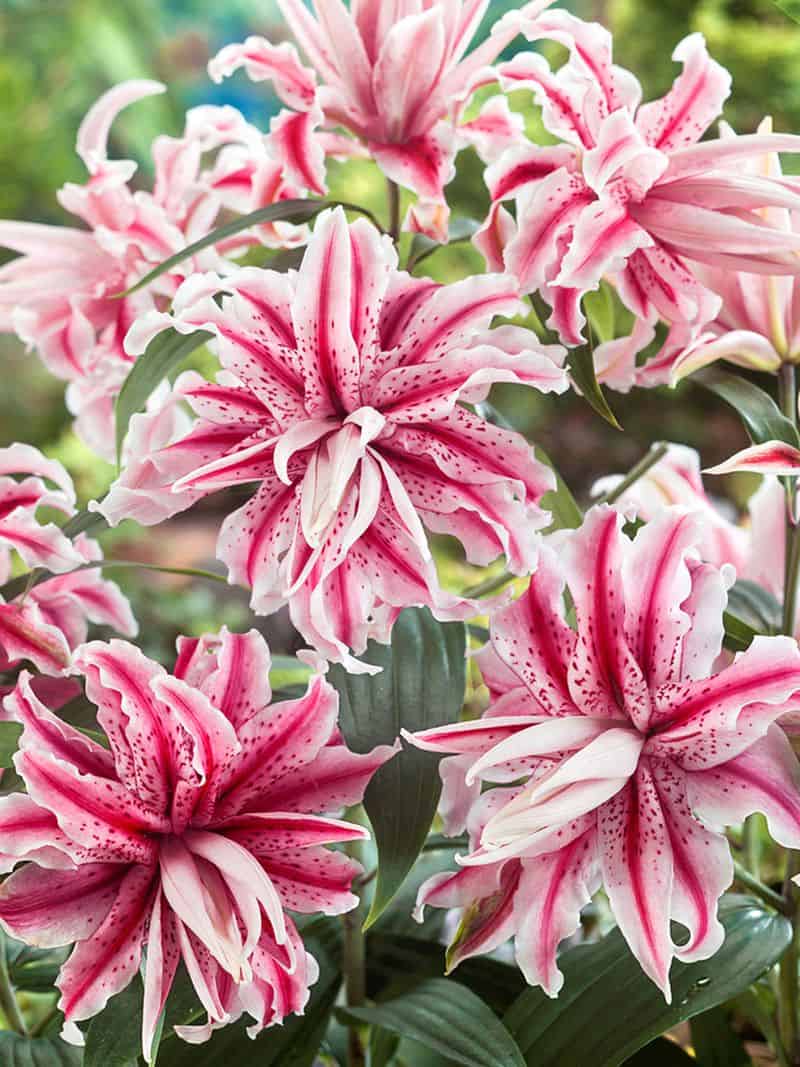 Double Oriental Lily