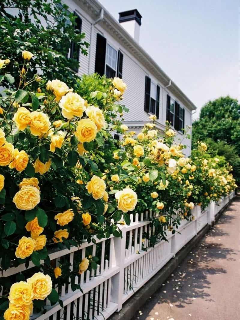 Fragrance of Sunshine