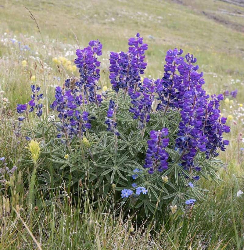 Lupine (Lupinus spp.)