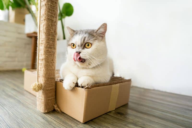 Maintain Litter Boxes and Pet Areas