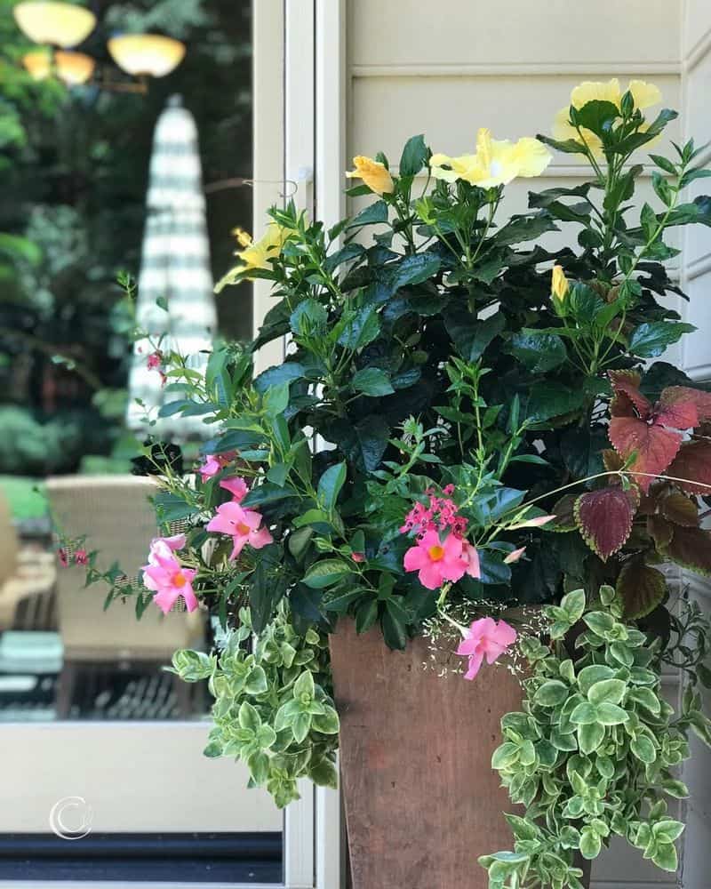 Mandevilla (Mandevilla spp.)