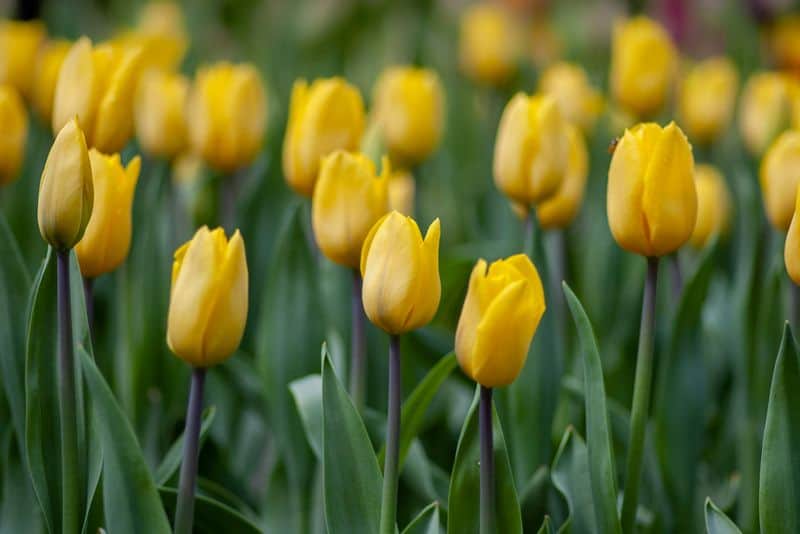 Yellow Tulip