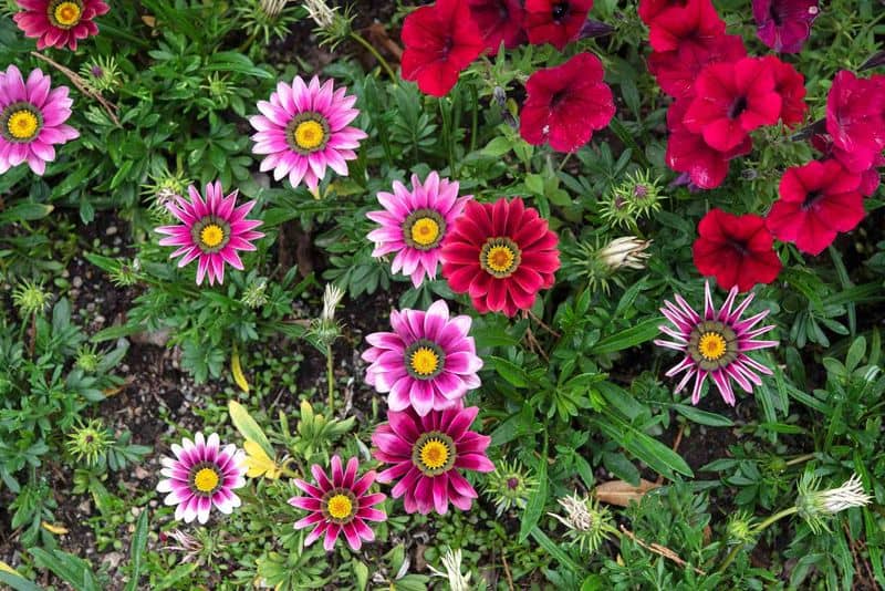 Gazania
