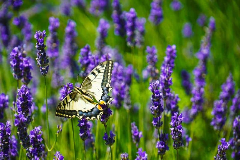 Lavender