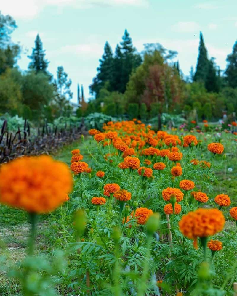 Marigold
