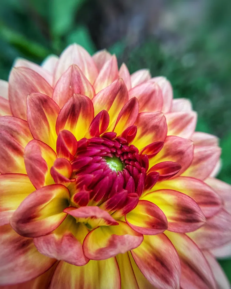 Marigolds (Tagetes spp.)