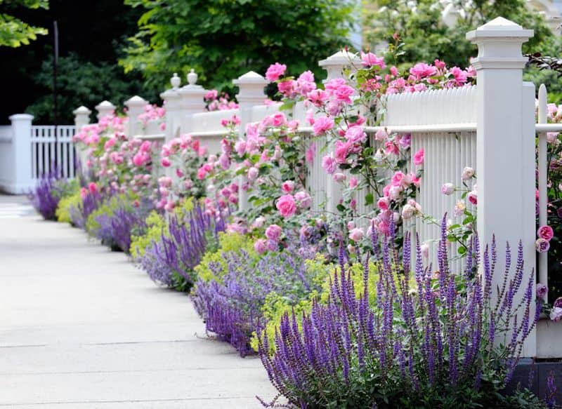 Lavender and Roses
