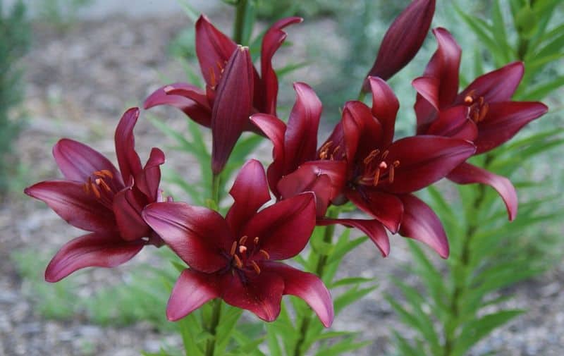 LA Hybrid Lily