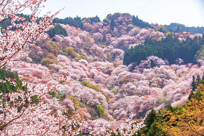 Mount Yoshino