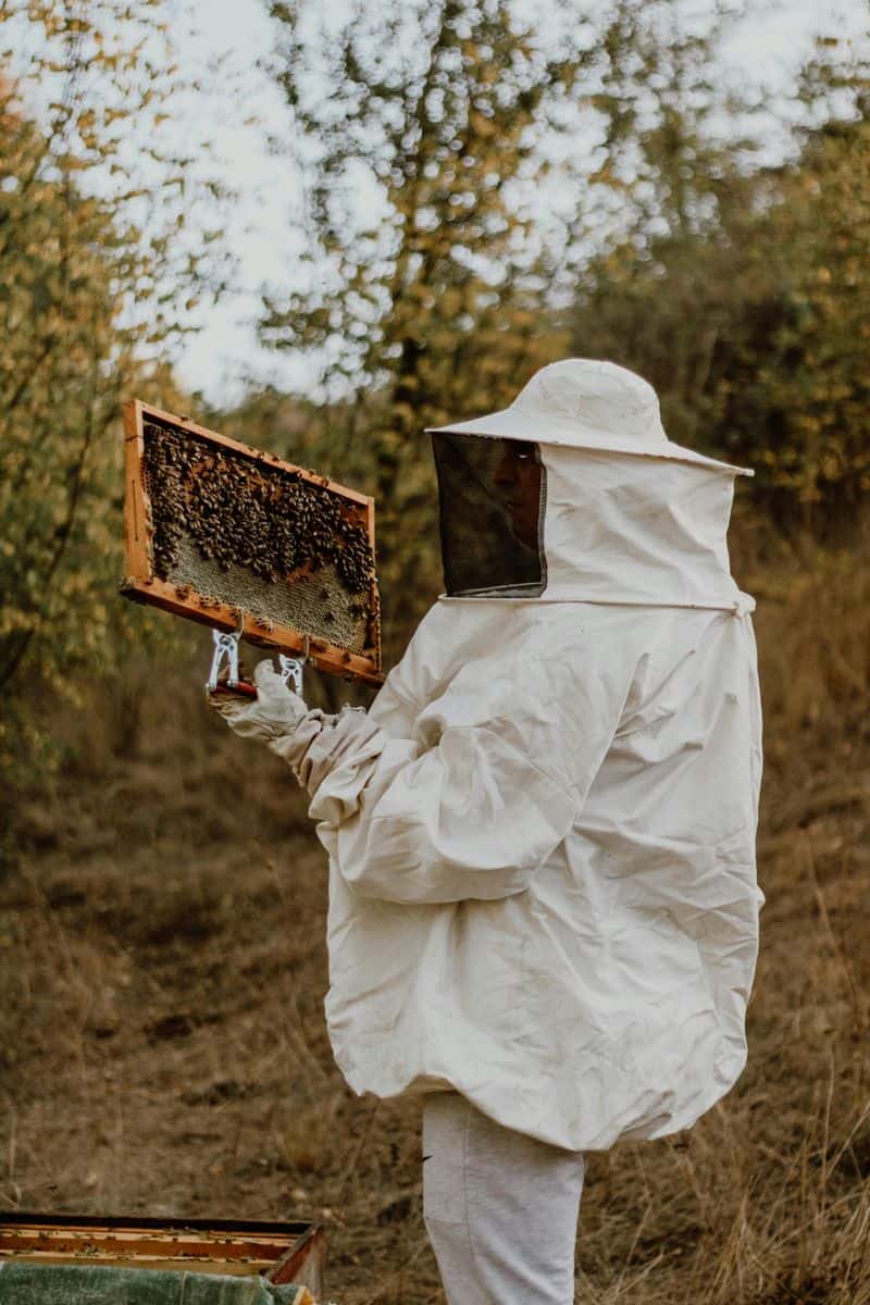 Mindful Hive Inspection