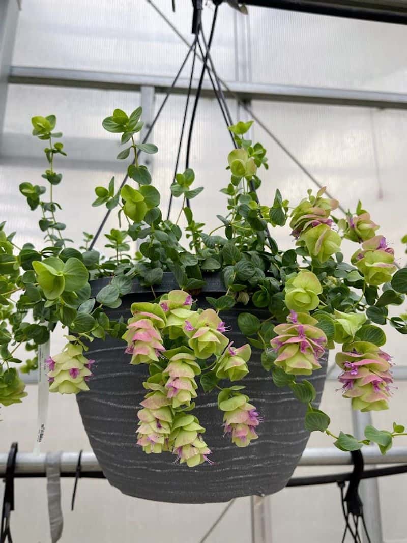 Oregano