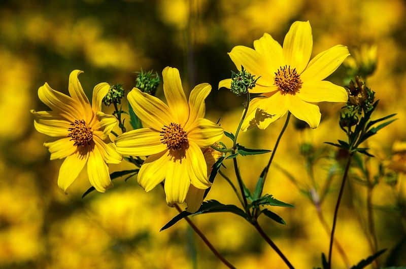 Golden Yellow