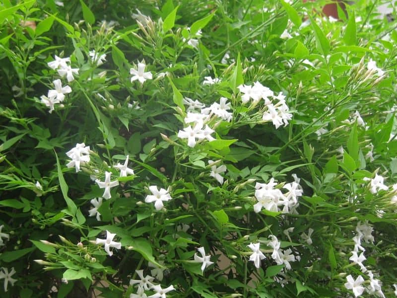 Jasmine