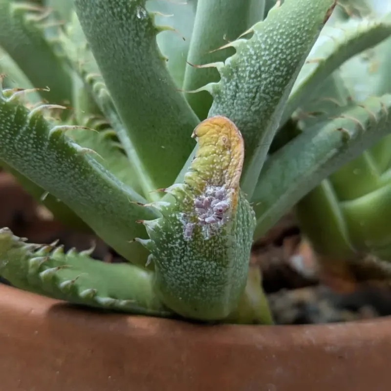 Monitor for Pests