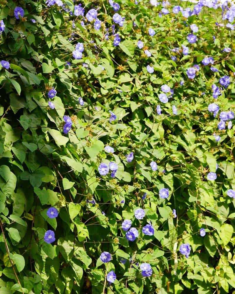 Morning Glory (Ipomoea spp.)