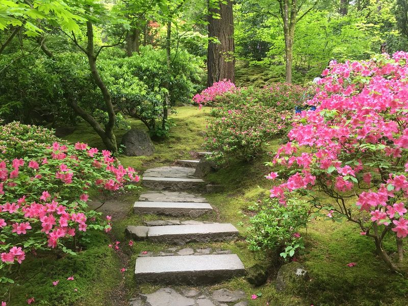 Azalea (Rhododendron)
