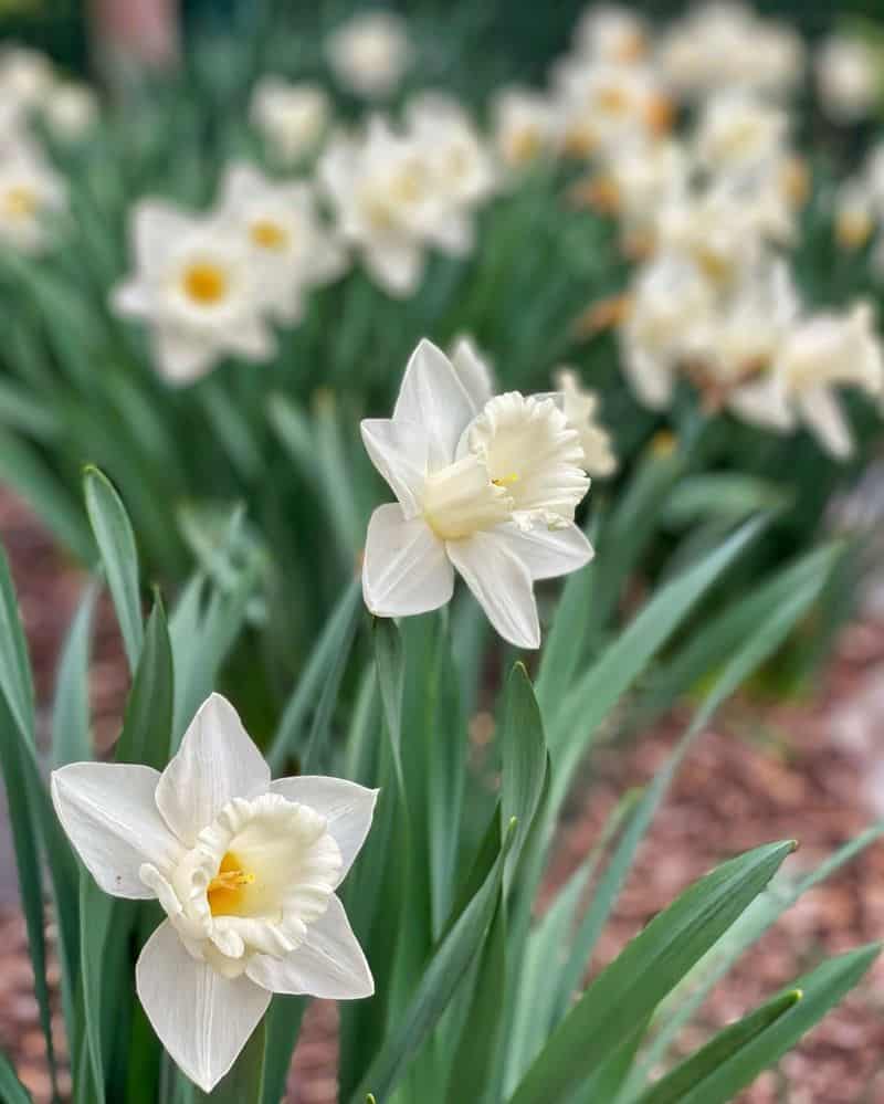 Mount Hood Daffodil (Narcissus 'Mount Hood')