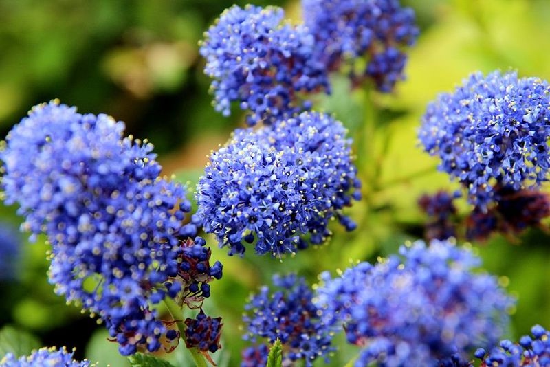 Native Plants