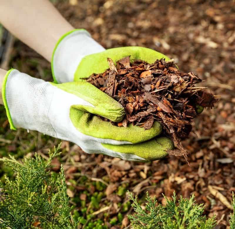 Mulching Techniques