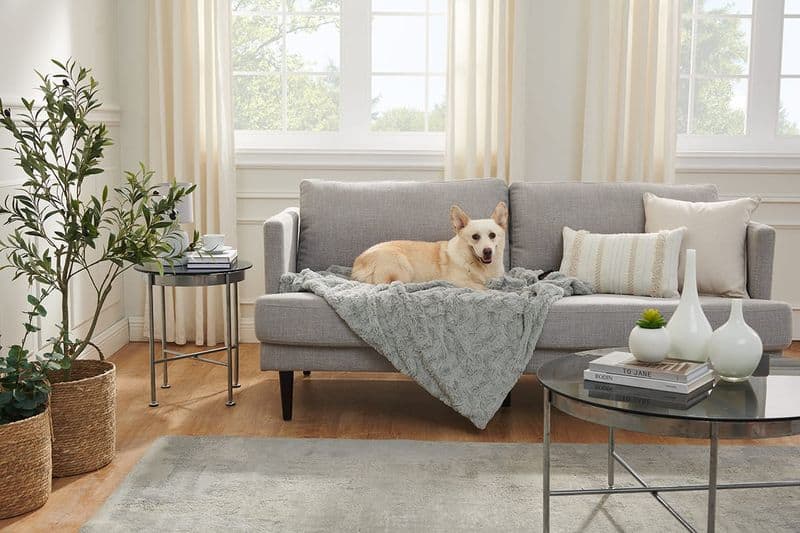 Pet-Friendly Option