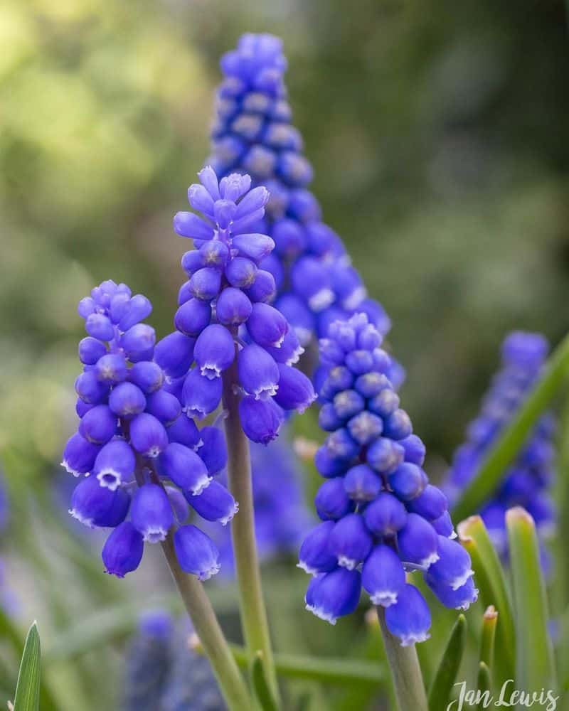 Muscari (Grape Hyacinth)