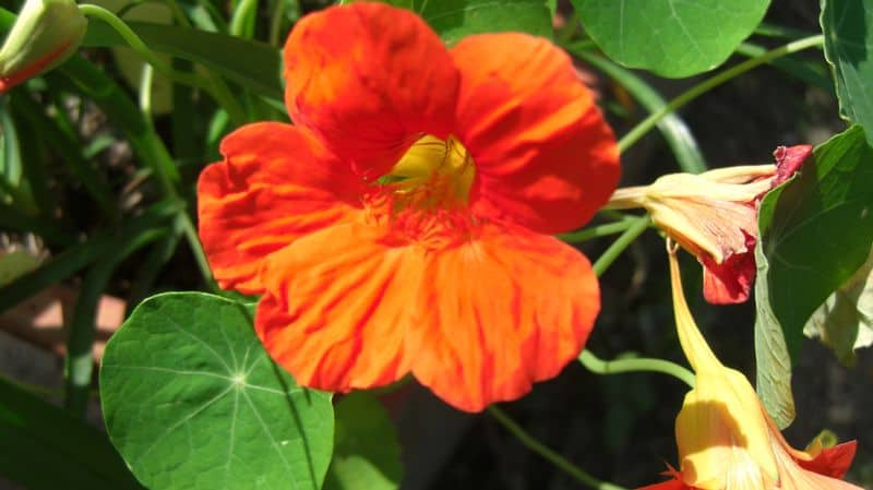 Nasturtium (Tropaeolum majus)