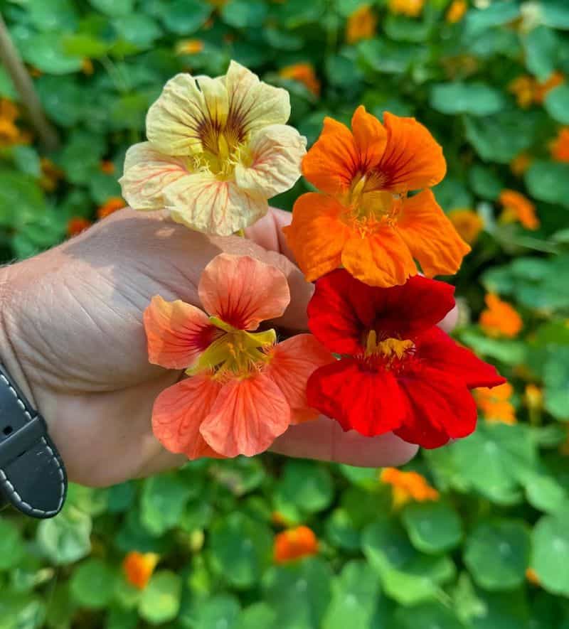 Nasturtiums (Tropaeolum majus)
