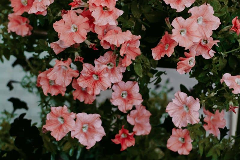 Petunias
