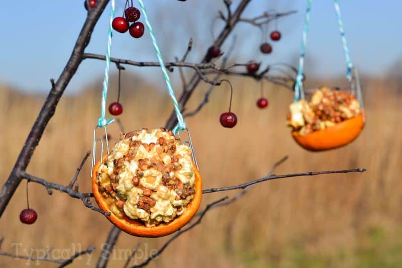 Bird Feeder