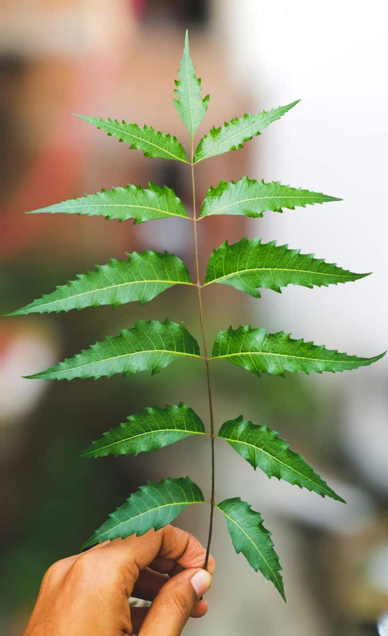 Neem Oil Spray