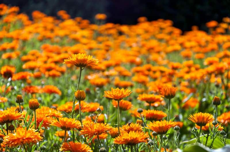 Calendula