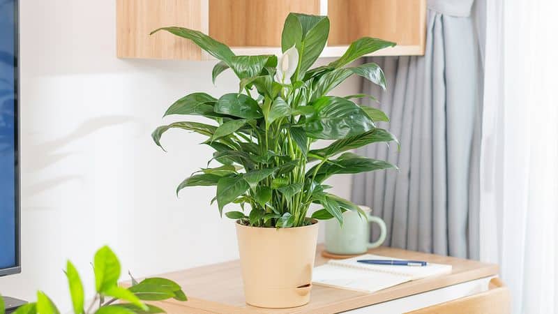 Peace Lily