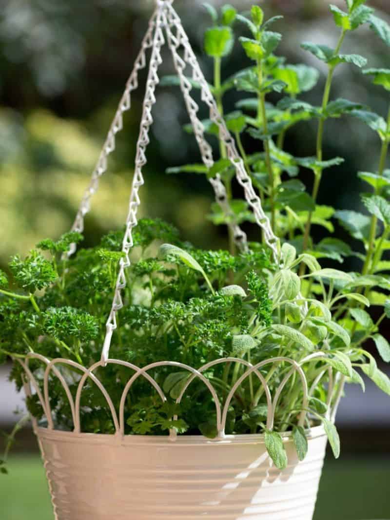 Parsley