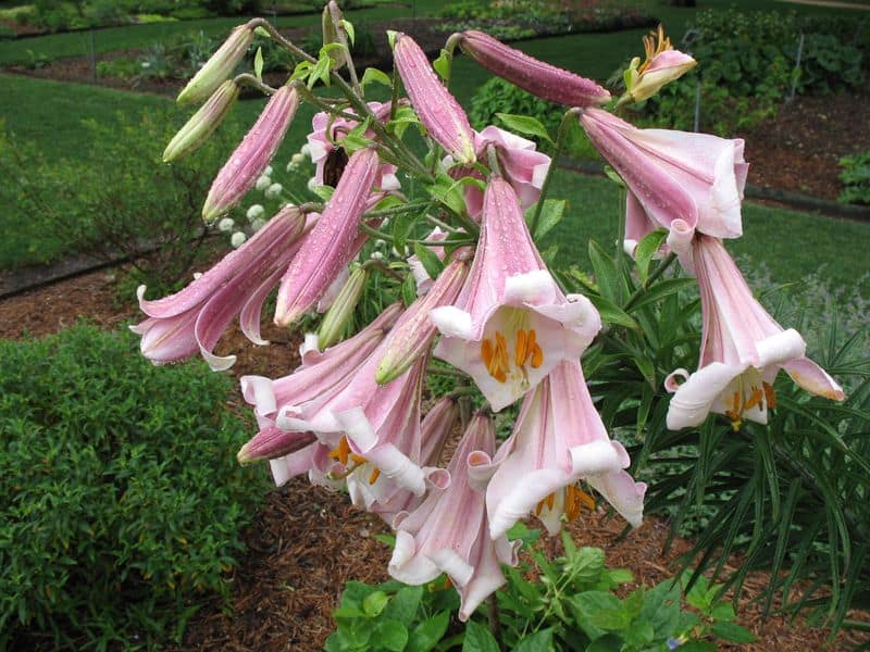 Trumpet Lily