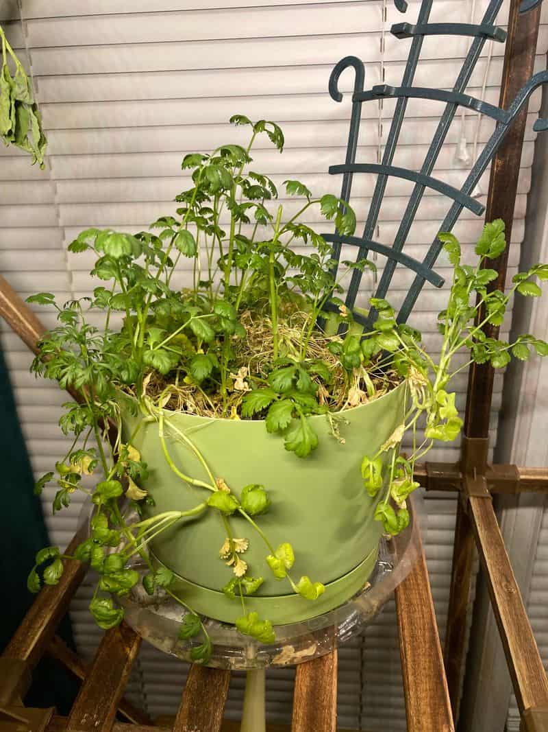 Cilantro