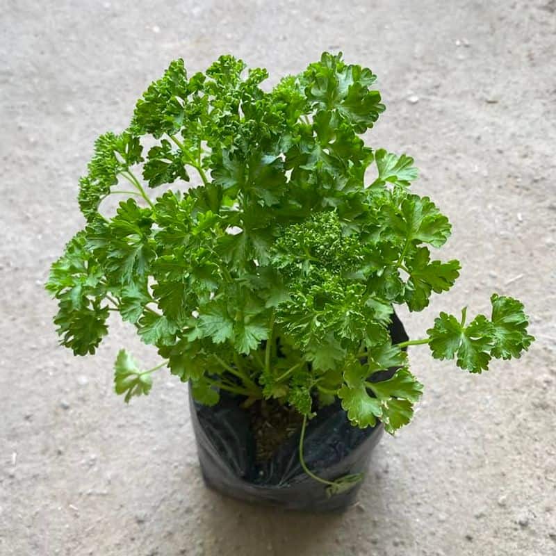Parsley