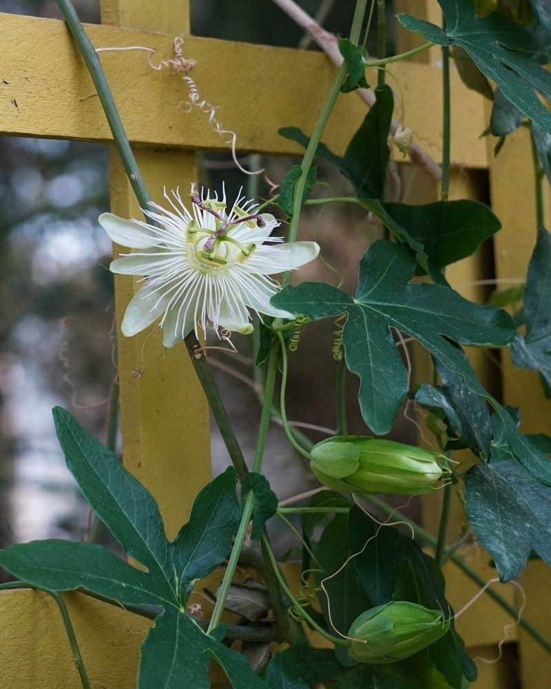 Passion Flower (Passiflora spp.)