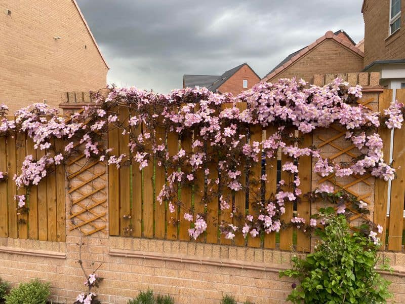 Clematis Montana