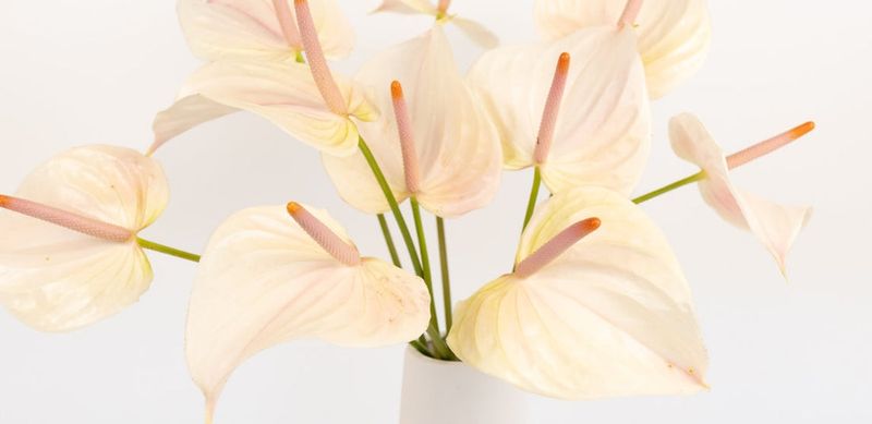 Anthurium
