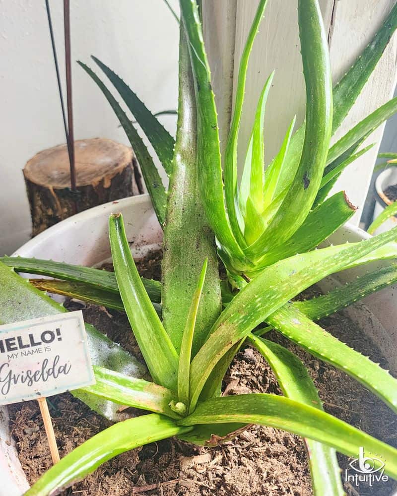 Aloe Vera Versatility