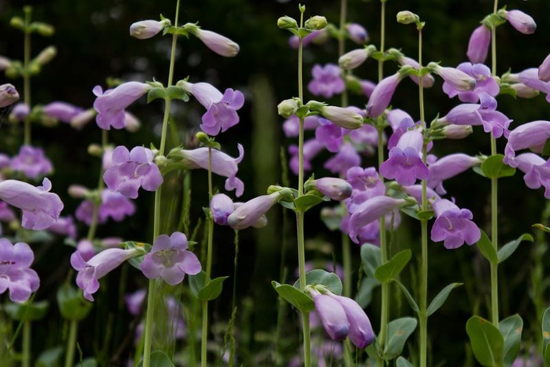Penstemon (Penstemon 'Midnight Masquerade')