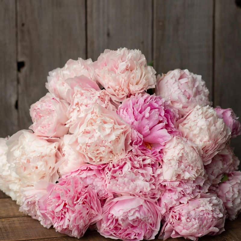 Peonies