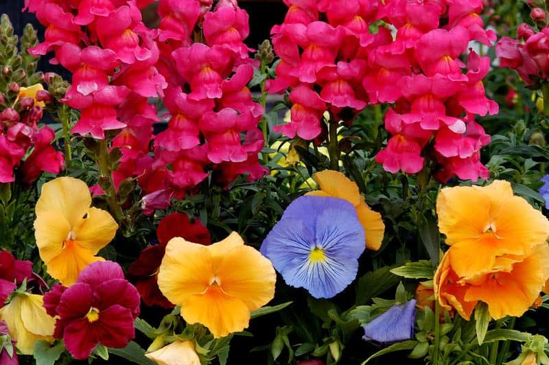 Snapdragons and Pansies