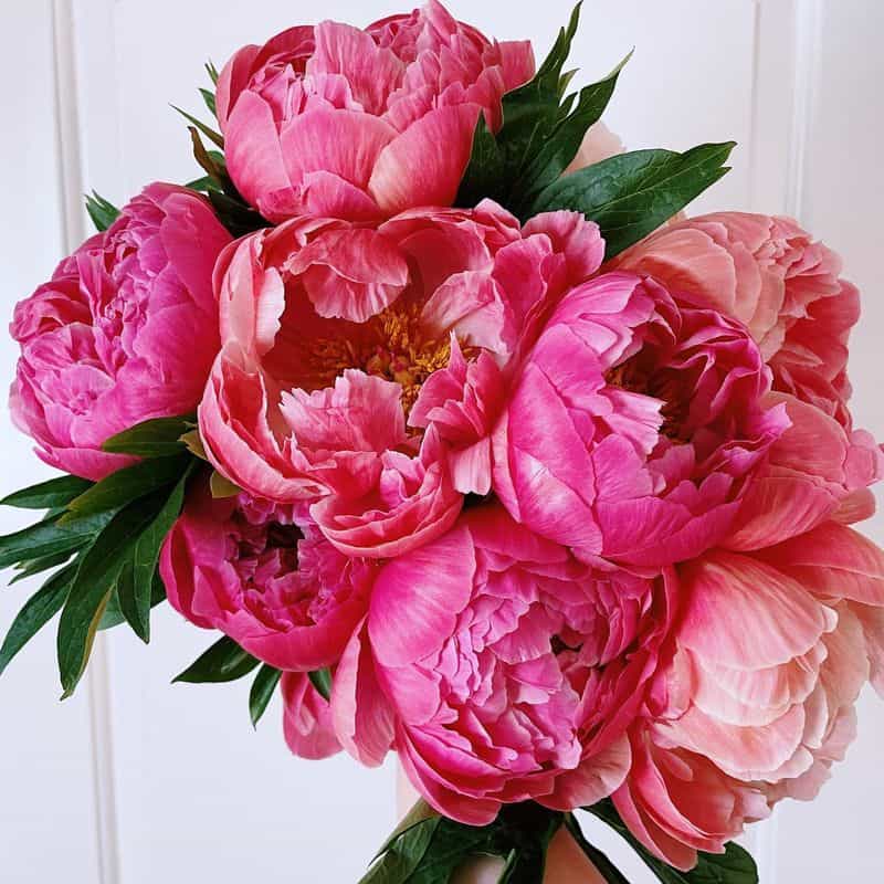 Peony (Paeonia spp.)