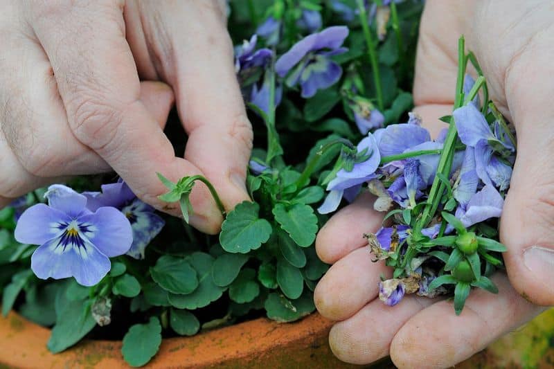 Deadheading